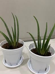 Aloe vera, aloe africana, aloe arborescens, aloe barbadensis. Small Aloe Vera Succulent Plant Lidah Buaya Real Plant Pokok Hidup Home Furniture Gardening On Carousell