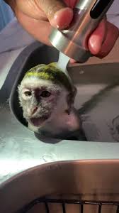 Generate 100,000 free tiktok fans and followers in 2020. Monkey Hashtag Videos On Tiktok