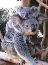 Brisbane Top 10 Things To Do In Brisbane Tripadvisor Source By Antiagingserumo Koala Bear Koala Animals Beautiful