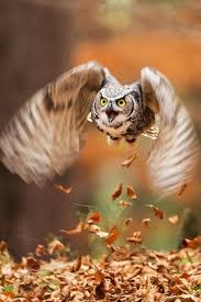 You should also be more concerned about eagles/hawks which have been known to eat domestic animals, but they are much larger than most owls. Great Horned Owls Will Eat Anything They Can Catch And That S Pretty Much Everything That S Smaller Or Equal Size T Horned Owl Great Horned Owl Owl Photography