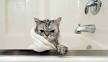 8 Cat Breeds That Like Water - iHeartCats