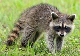 Besides, raccoons can be fed specialized food for cats and dogs, but the only premium. Raccoons University Of Maryland Extension