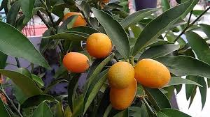 Jenis tanaman buah yang bisa ditanam di pot kecil. Jenis Jenis Tanaman Hias Yang Bisa Kamu Tanam Sendiri Kepogaul
