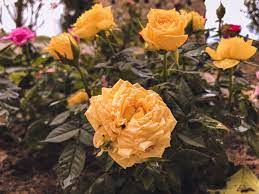 ورد اصفر rose flowers plants