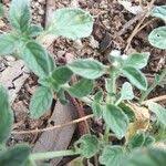 Image result for Heliotropium supinum