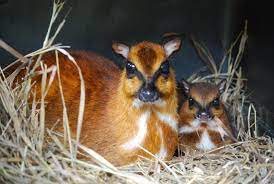 Sharpie Sized Baby At Topeka Zoo Topeka Zoo Animals Beautiful Cute Animals