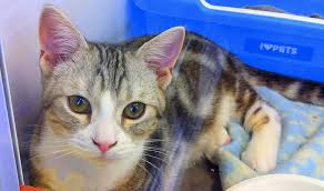 「ネコと和解せよ」の画像検索結果