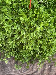 Image result for Selaginella kraussiana