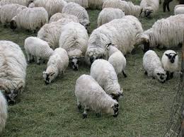Scottish Blackface Sheep For Sale Sheep Sheep For Sale Lambs For Sale