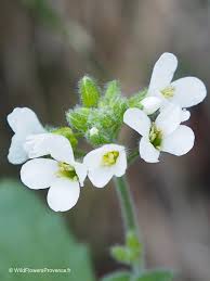 Image result for Arabis alpina