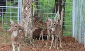 Aug 26, 2020 · modified: Surat Permohonan Permintaan Hewan Rusa Protap Permintaan Rusa Totol