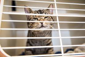 Because animals whose needs are more specialized or who stay at our shelters for longer before being adopted often require more resources than other more easily adoptable animals, the spca of texas. How To Adopt Or Foster A Dog Or Cat In The Philly Area During The Coronavirus