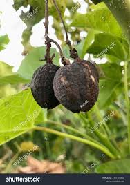 Image result for Jatropha curcas