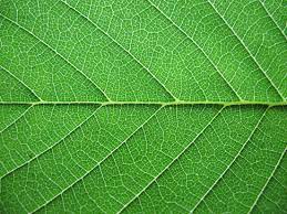 Yes no no no yes yes yes n/a purpose currently unknown, properly used with some type of brush entity. Free Texture Tuesday Leaves Bittbox