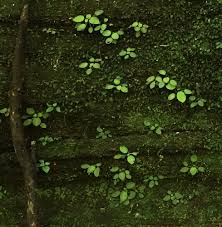 Image result for Actiniopteris pauciloba