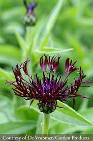 Image result for Centaurea