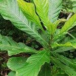 Image result for Anthocleista vogelii