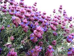 Red Rock Canyon Plants And Flowers Plants Desert Plants Red Rock Canyon National Conservation Area