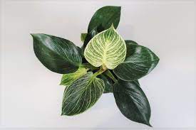 How to care for a philodendron birkin. Philodendron Birkin Care Complete Guide Smart Garden Guide