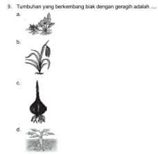 Check spelling or type a new query. Tumbuhan Yg Berkembang Biak Dengan Geragih Adalah Brainly Co Id