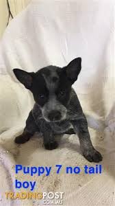 Australian cattle dog puppy austrailian cattle dog belgian blue cattle top dog breeds herding dogs dog rules dog photos dogs and puppies doggies. Smithfield X Australian Stumpy Tail Cattle Dog Pups For Sale