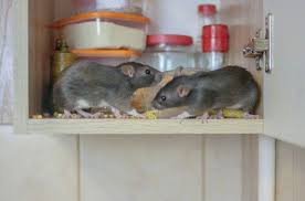 Maybe you would like to learn more about one of these? Rodent Control Stockton Ca Area Wide Exterminators