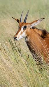 Image result for Agelanthus toroensis