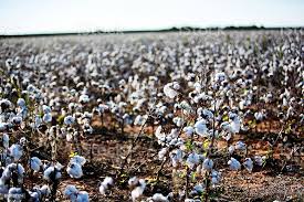 Foto De American Cotton Field E Mais Fotos De Stock De Algodao Malvaceae Istock