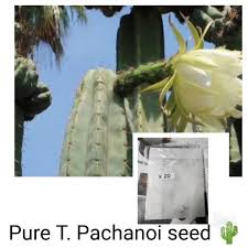 Quick and easy method for growing the san pedro cactus from seeds, without sterilizing the soil. San Pedro Cactus Seed Shopee Philippines