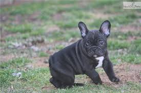 He's a product of his background and breeding. Lucas French Bulldog Puppy For Sale Near Southern Maryland Maryland 53689e20 Cd41