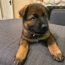 While the german shepherd originated from germany, the siberian husky originated in the northeastern area of siberia. 6 Week Brown German Shepherd Puppies Pets Lovers