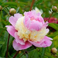 An imperial symbol, peony flowers were common in the imperial palace uses of peony plants are not limited to landscaping, gardening, nor floral arrangements. Buy Sorbet Peony At Spring Hill Nursery