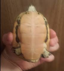 If the front limbs are flippers, then this is a sea turtle. What Kind Of Turtle Do I Have Turtle Identification Turtle Forum