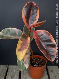 Image result for ficus elastica flower