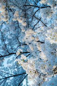 Discovered By Yours Truly Find Images And Videos About White Blue And Nature On We Heart It The App To Get Lost Light Blue Aesthetic Nature Nature Pictures