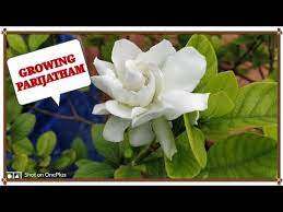 Pin On Garden Tamil