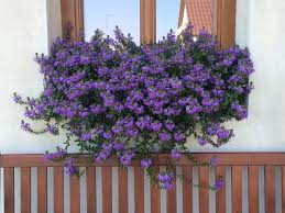 Image result for foto Vějířovka