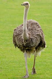Look through examples of burung unta translation in sentences, listen to pronunciation and learn grammar. Emu Strauss Hals Kostenloses Foto Auf Pixabay