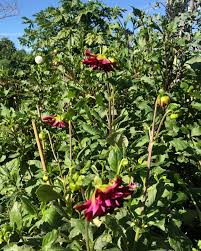 Image result for Dahlia `Red Skin`