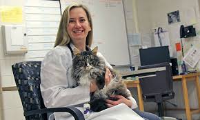 How to make a sick cat eat and drink. New Compound Targets Mouth Cancer In Cats Veterinary Medicine At Illinois