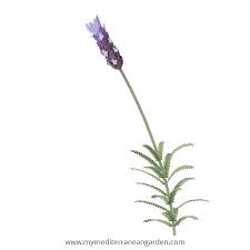 Image result for Lavandula dentata