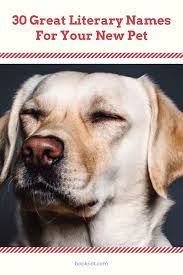 30 Bookish Pet Names For Your New Fur Baby Dog Names Cute Pet Names Girl Dog Names