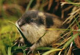 Check 'lemming' translations into russian. Lemming Definition Und Bedeutung Collins Worterbuch