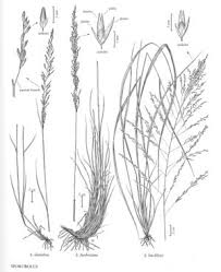 Image result for Sporobolus coromandelianus