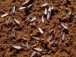 Whether you are having issues with bees and wasps. Pest Control Animal Trapping Termite Mosquito Treatment Ants Burleson Tx