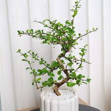 Image result for Malpighia coccigera