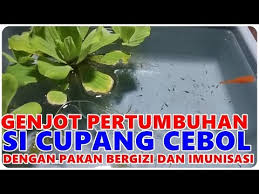 Cara Merawat Anak Ikan Cupang Yang Kerdil Agar Cepat Besar Youtube