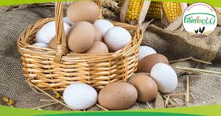Cosa fare con tante uova di gallina. Da Cosa Dipende Il Colore Del Guscio Delle Uova Di Gallina Faricelli