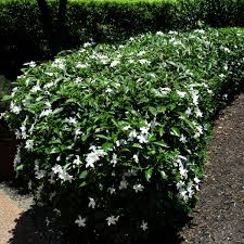 Image result for Tabernaemontana inconspicua