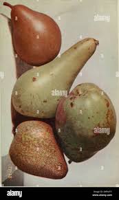 Luther Burbank: his methods and discoveries and their practical  application. Prepared from his original field notes covering more than  100,000 experiments made during forty years devoted to plant improvement,  with the